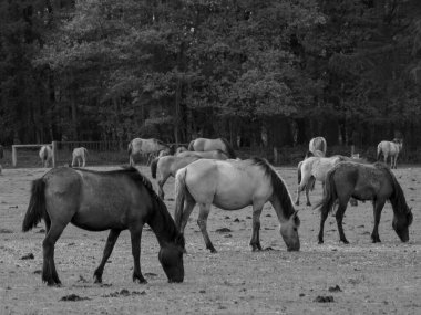 Alman muensterland otlağında vahşi atlar