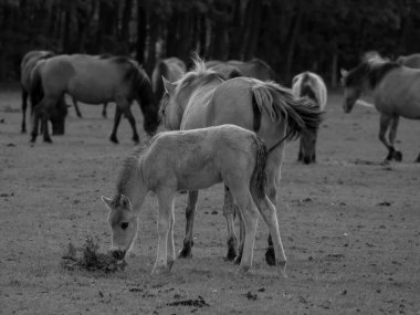 Alman muensterland otlağında vahşi atlar