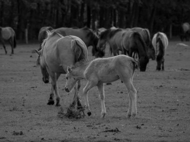 Alman muensterland otlağında vahşi atlar