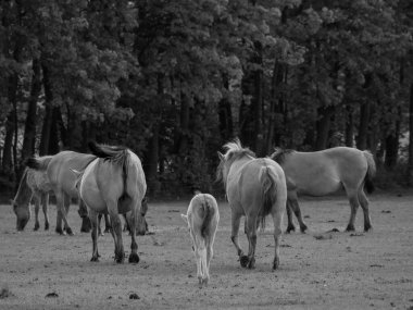 Alman muensterland otlağında vahşi atlar