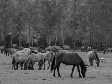 Alman muensterland otlağında vahşi atlar