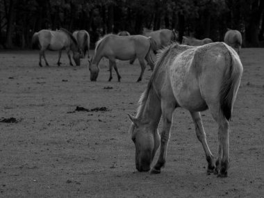 Alman muensterland otlağında vahşi atlar