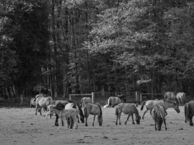 Alman muensterland otlağında vahşi atlar