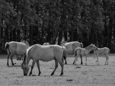 Alman muensterland otlağında vahşi atlar