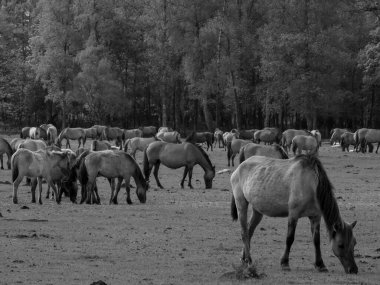 Alman muensterland otlağında vahşi atlar