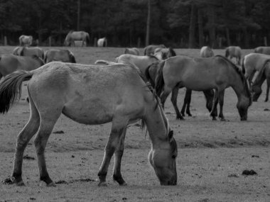 Alman muensterland otlağında vahşi atlar