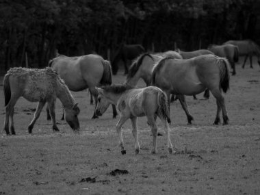Alman muensterland otlağında vahşi atlar