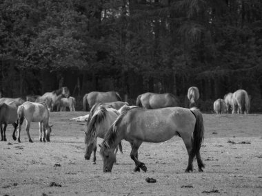 Alman muensterland otlağında vahşi atlar