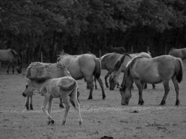 Alman muensterland otlağında vahşi atlar