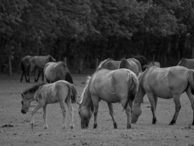 Alman muensterland otlağında vahşi atlar