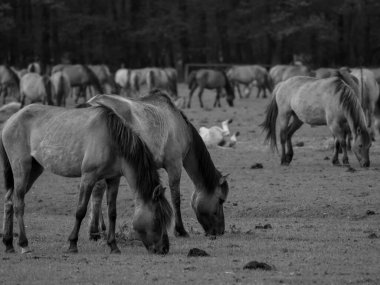 Alman muensterland otlağında vahşi atlar