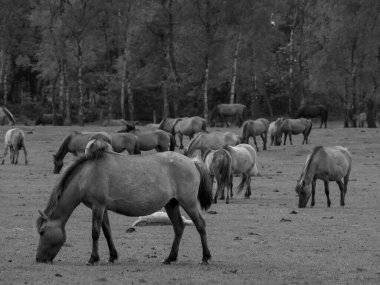 Alman muensterland otlağında vahşi atlar