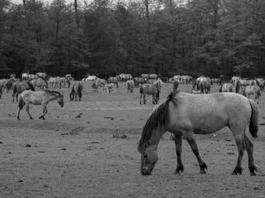 Alman muensterland otlağında vahşi atlar