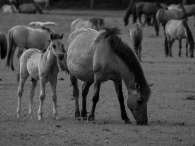 Alman muensterland otlağında vahşi atlar