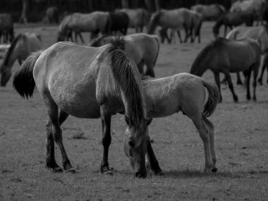 Alman muensterland otlağında vahşi atlar