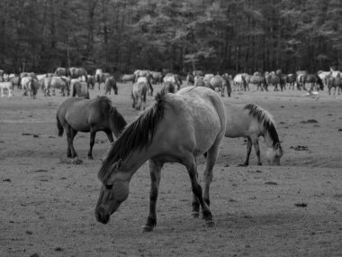 Alman muensterland otlağında vahşi atlar