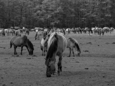 Alman muensterland otlağında vahşi atlar