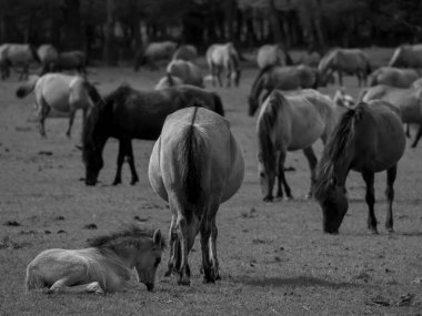Alman muensterland otlağında vahşi atlar