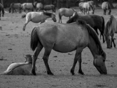 Alman muensterland otlağında vahşi atlar