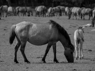Alman muensterland otlağında vahşi atlar