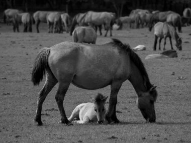 Alman muensterland otlağında vahşi atlar