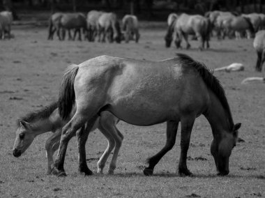 Alman muensterland otlağında vahşi atlar