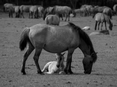 Alman muensterland otlağında vahşi atlar