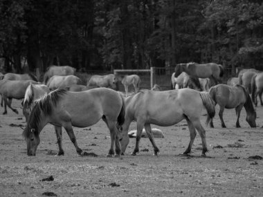 Alman muensterland otlağında vahşi atlar