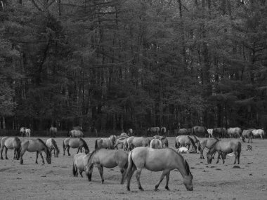Alman muensterland otlağında vahşi atlar
