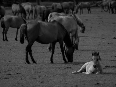 Alman muensterland otlağında vahşi atlar