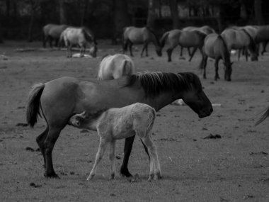 Alman muensterland otlağında vahşi atlar