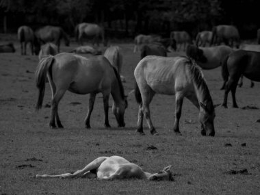 Alman muensterland otlağında vahşi atlar