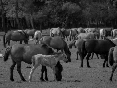 Alman muensterland otlağında vahşi atlar