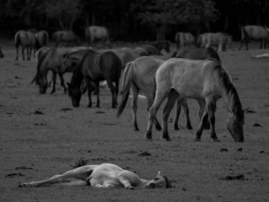 Alman muensterland otlağında vahşi atlar