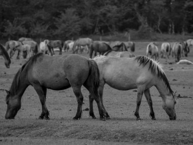 Alman muensterland otlağında vahşi atlar
