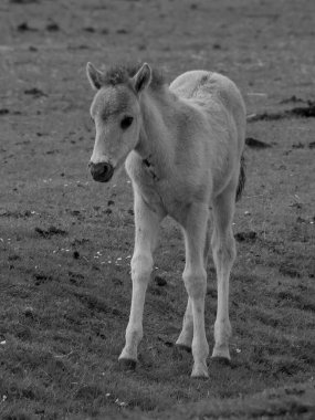 Alman muensterland otlağında vahşi atlar