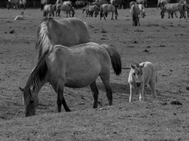 Alman muensterland otlağında vahşi atlar