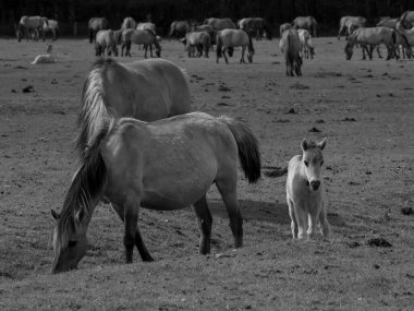 Alman muensterland otlağında vahşi atlar
