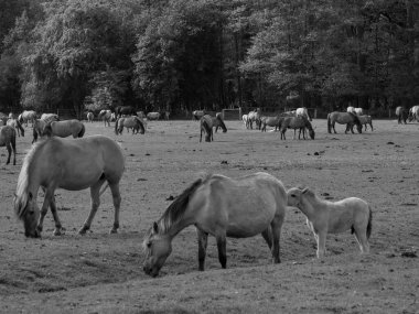 Alman muensterland otlağında vahşi atlar