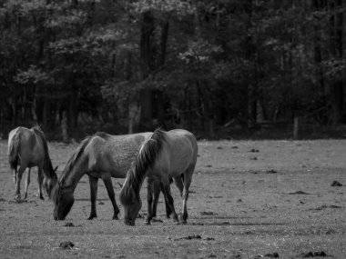 Alman muensterland otlağında vahşi atlar