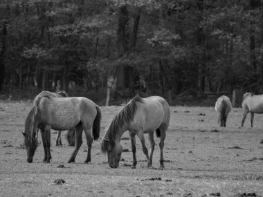 Alman muensterland otlağında vahşi atlar
