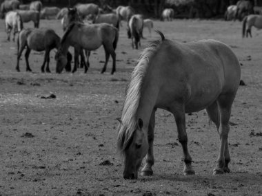 Alman muensterland otlağında vahşi atlar