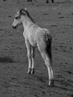 Alman muensterland otlağında vahşi atlar