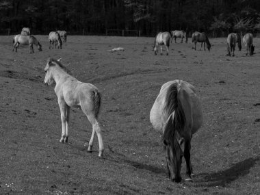 Alman muensterland otlağında vahşi atlar