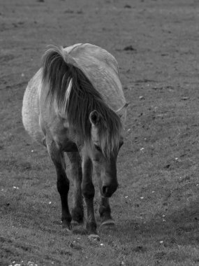 Alman muensterland otlağında vahşi atlar