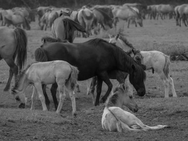 Alman muensterland otlağında vahşi atlar