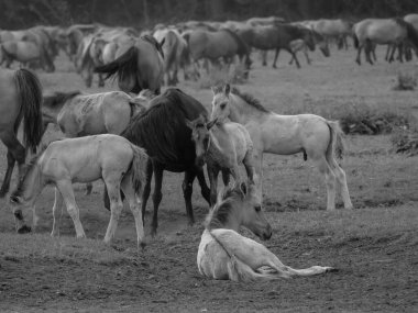 Alman muensterland otlağında vahşi atlar