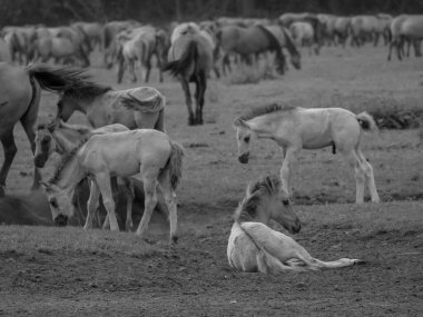 Alman muensterland otlağında vahşi atlar
