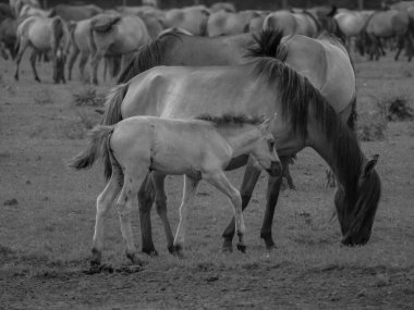 Alman muensterland otlağında vahşi atlar