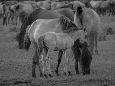 Alman muensterland otlağında vahşi atlar